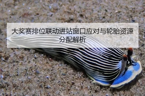 大奖赛排位联动进站窗口应对与轮胎资源分配解析